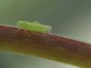 275470 – Photo : Florian ALONSO – France (69)